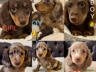 Miniature Dachshund dogs Dachshund miniature long hair - Advert 5