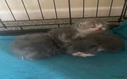 Exotic cats for stud: Stunning White & Grey Exotic Male For Stud  in West Bromwich - Image 4