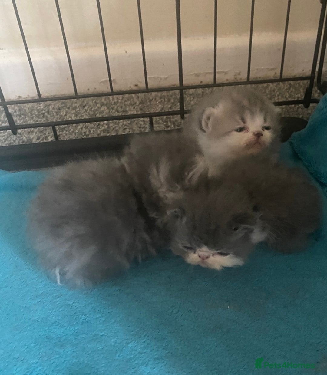 Exotic cats for stud: Stunning White & Grey Exotic Male For Stud  in West Bromwich - Image 4