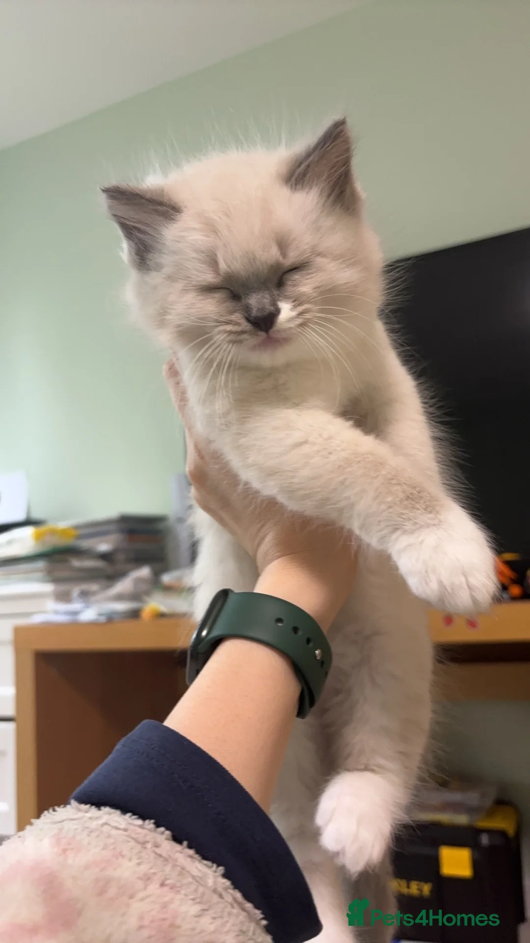 Ragdoll cats for sale: Cutieeeee Ragdoll Kitten - Advert 4