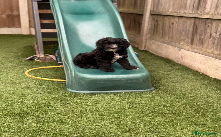 Sheepadoodle dogs - Advert 1