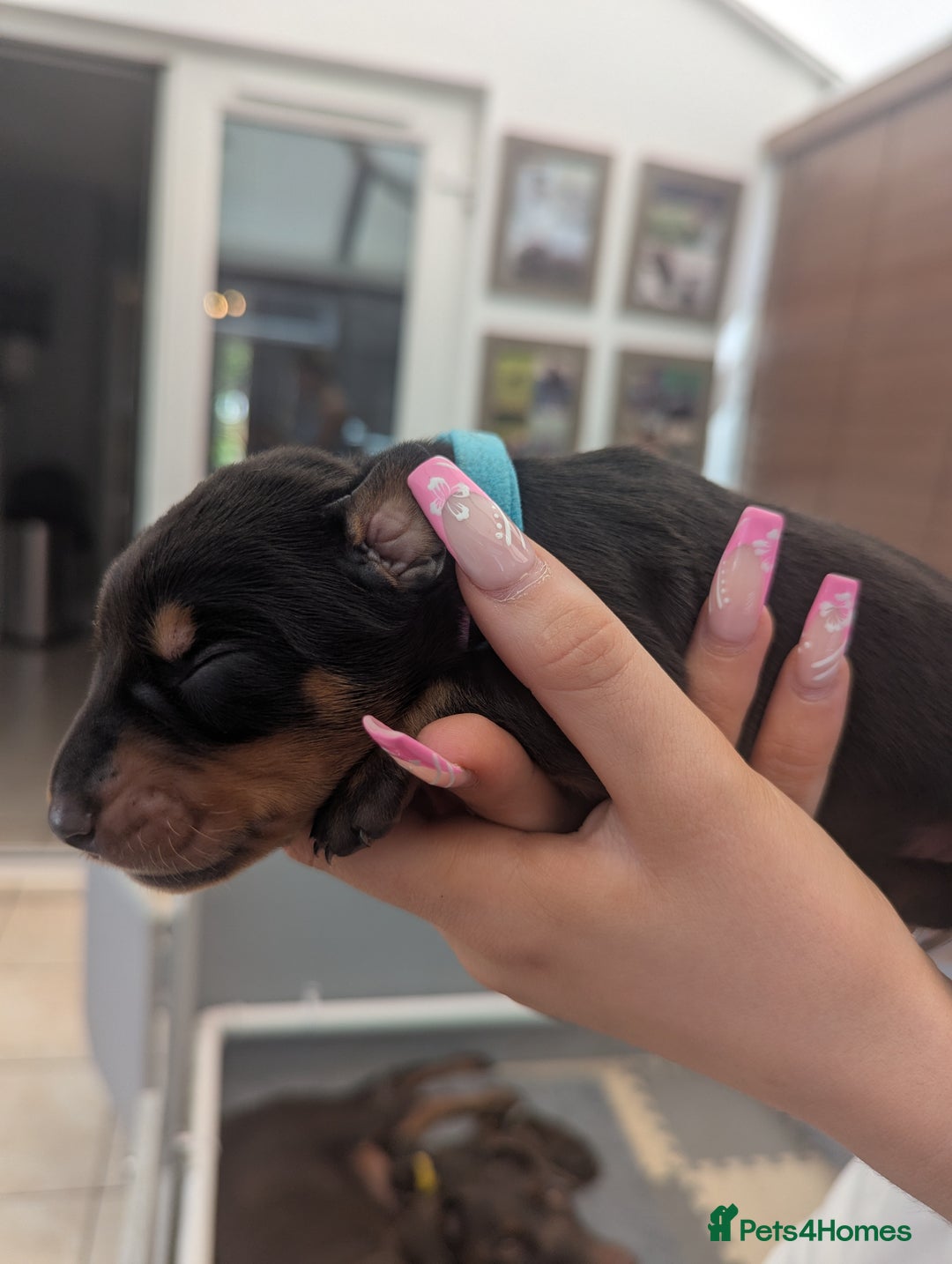 Dobermann dogs for sale: Stunning Dobermann puppies in Nottingham - Image 18
