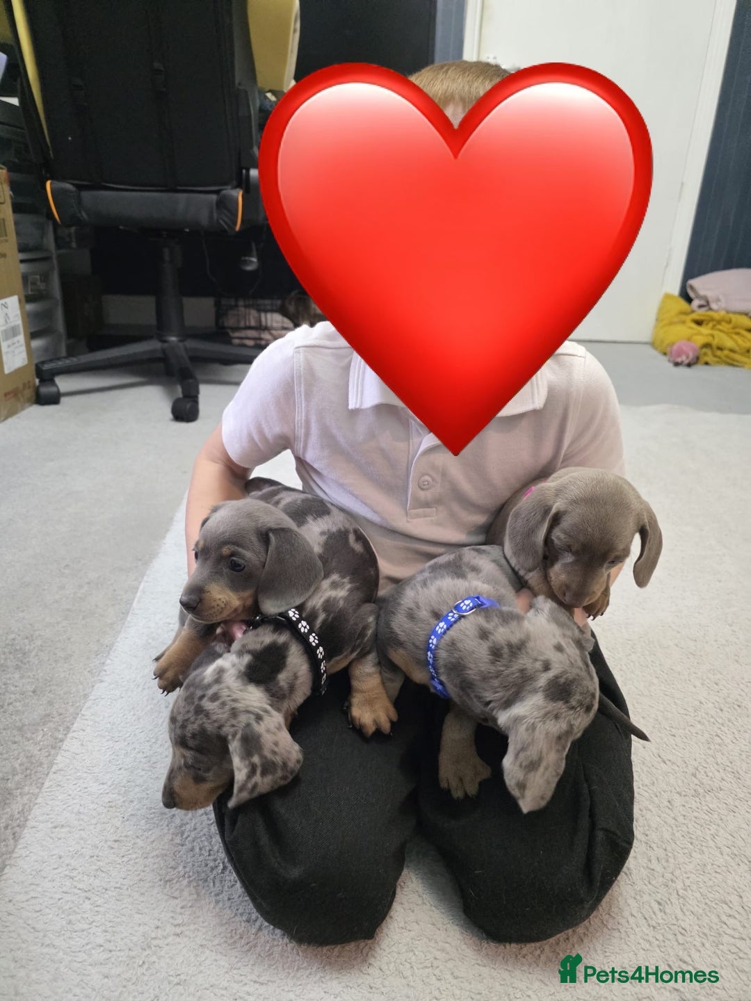 Miniature Dachshund dogs for sale: READY NOW  - Advert 20