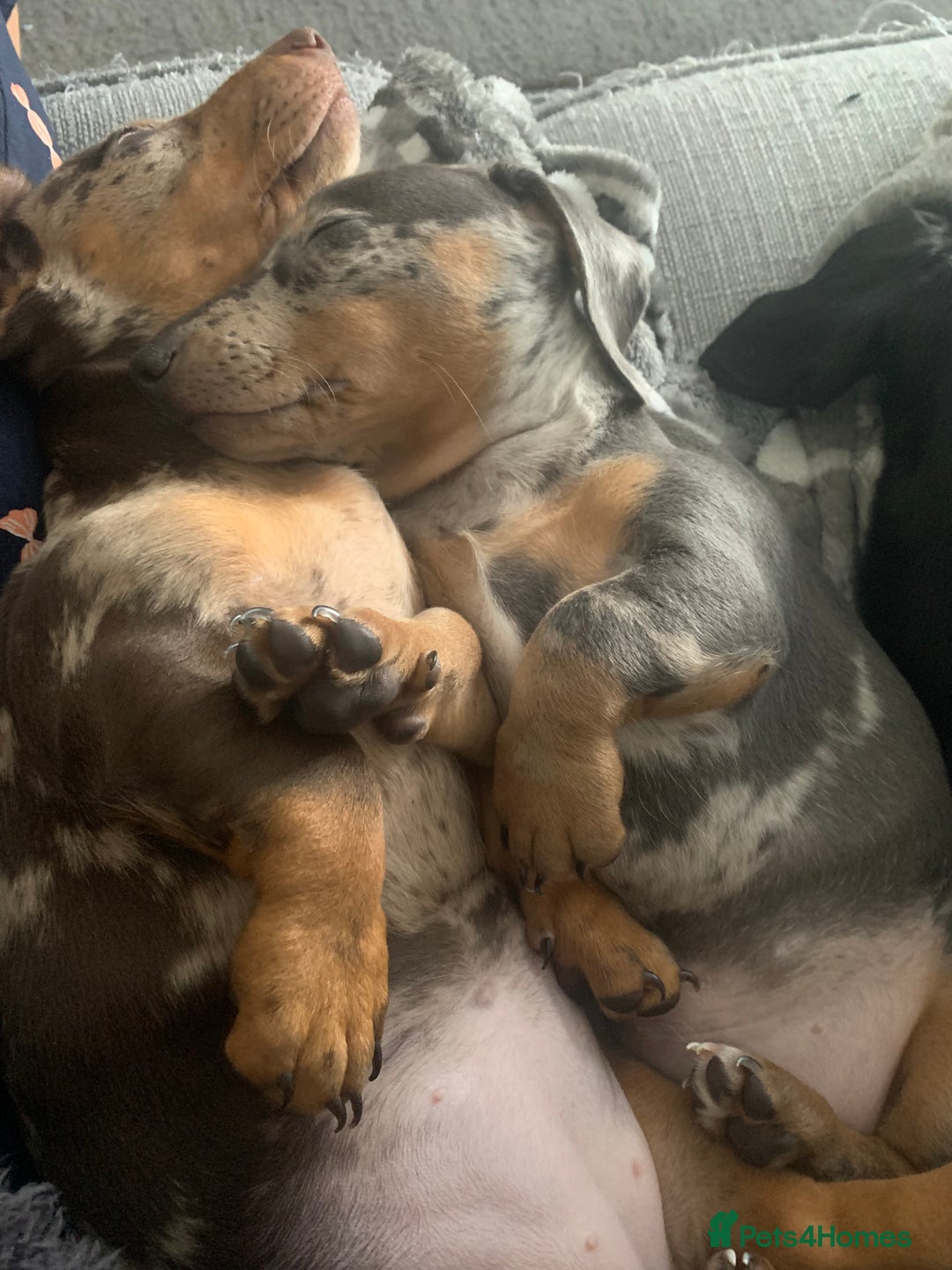 Miniature Dachshund dogs for sale: Beautiful 10 week old dapple pups available  - Image 10