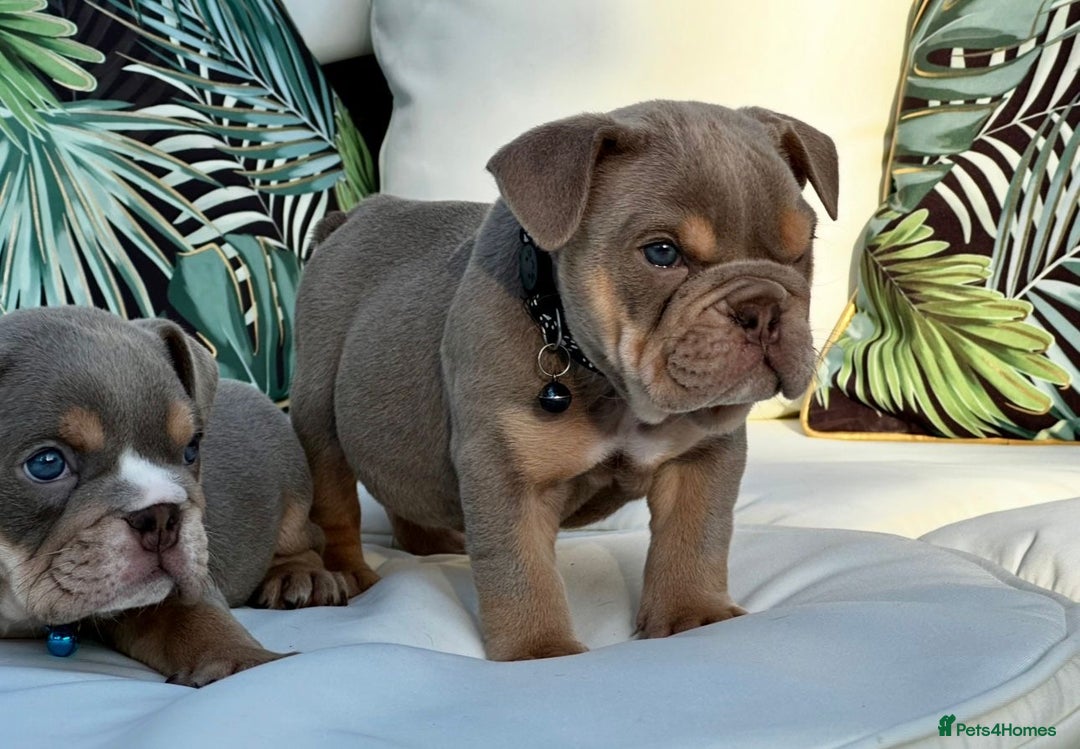 English Bulldog dogs for sale: Champion Bloodlines KC British Bulldogs - Image 18