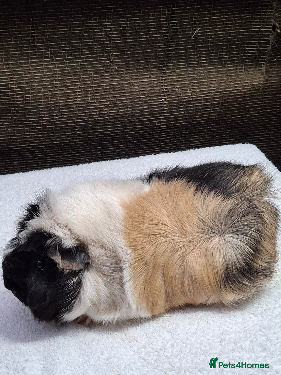Guinea Pig rodents for sale: Adult Guineapig  - Advert 1