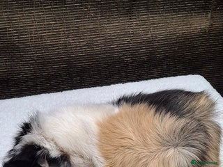 Guinea Pig rodents Adult Guineapig - Advert 1