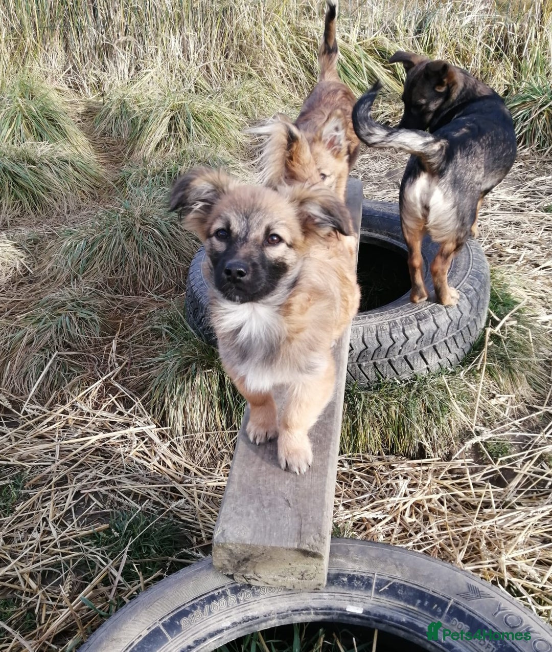 Mixed Breed dogs for adoption: 💙🐶 FUNTIK 🐶💙 - Advert 13