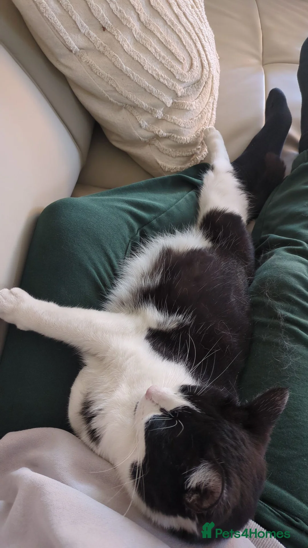 British Longhair cats for sale: 2 black and 2 black and white kittens for sale - Advert 10