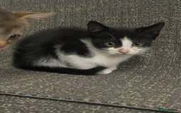British Shorthair cats for sale: Kittens  - Image 1