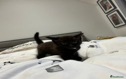 British Shorthair cats for sale: Kittens for sale  - Image 7
