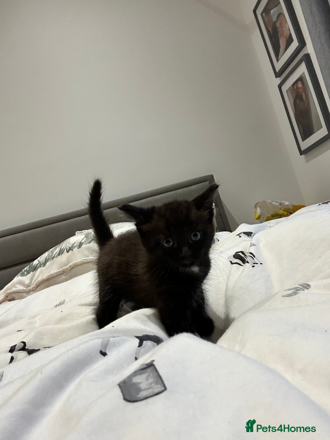 British Shorthair cats for sale: Kittens for sale  - Image 7