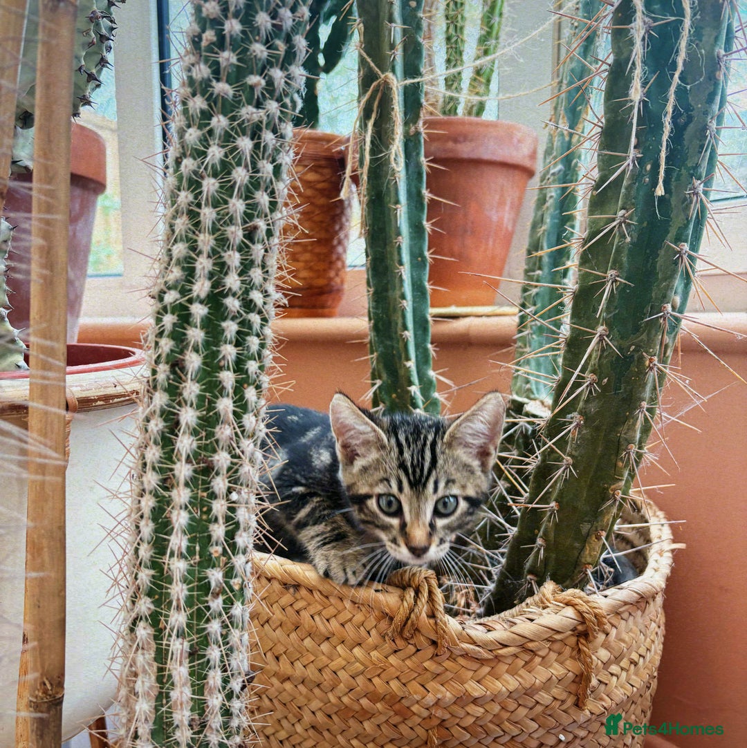Bengal cats for sale: Two beautiful loving Boys 9 weeks old - Image 1