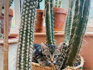 Bengal cats - Advert 2