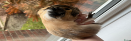 Guinea Pig rodents for sale: Long Haired Peruvian Guinea Pigs! - Advert 4