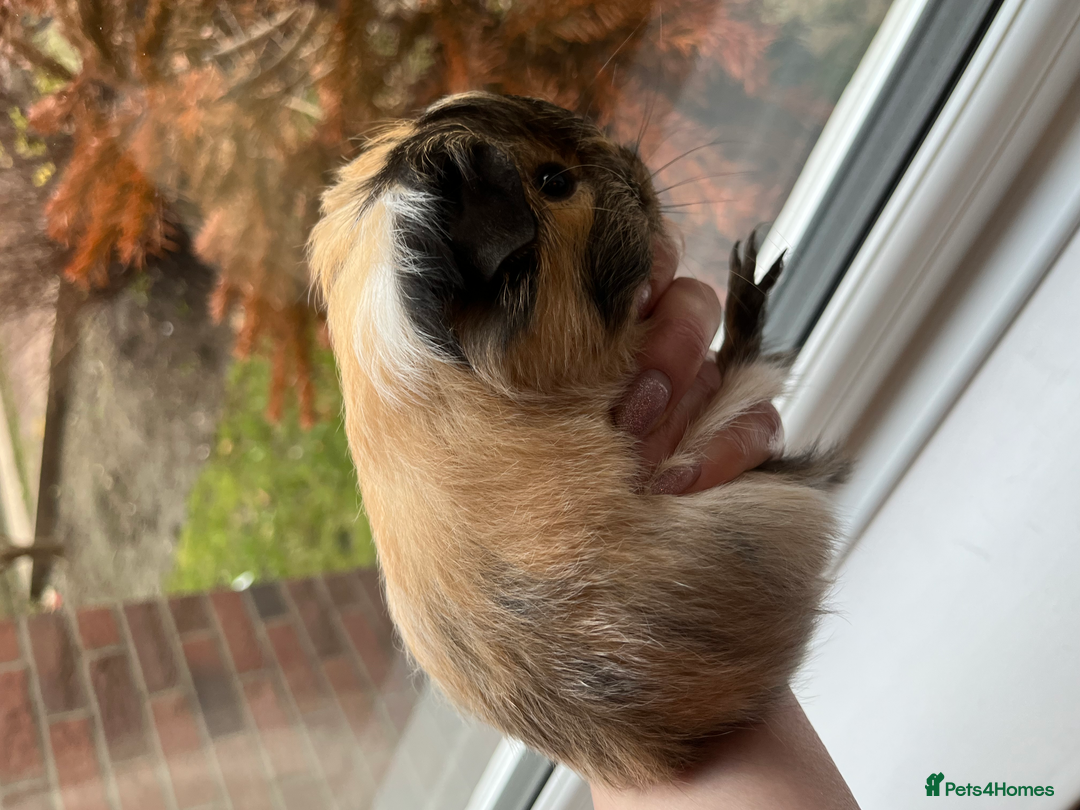 Guinea Pig rodents for sale: Long Haired Peruvian Guinea Pigs! - Advert 4