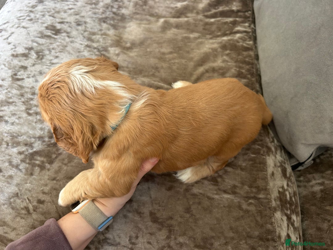Cocker Spaniel dogs for sale: Gorgeous KC reg cocker spaniel puppy - Image 6