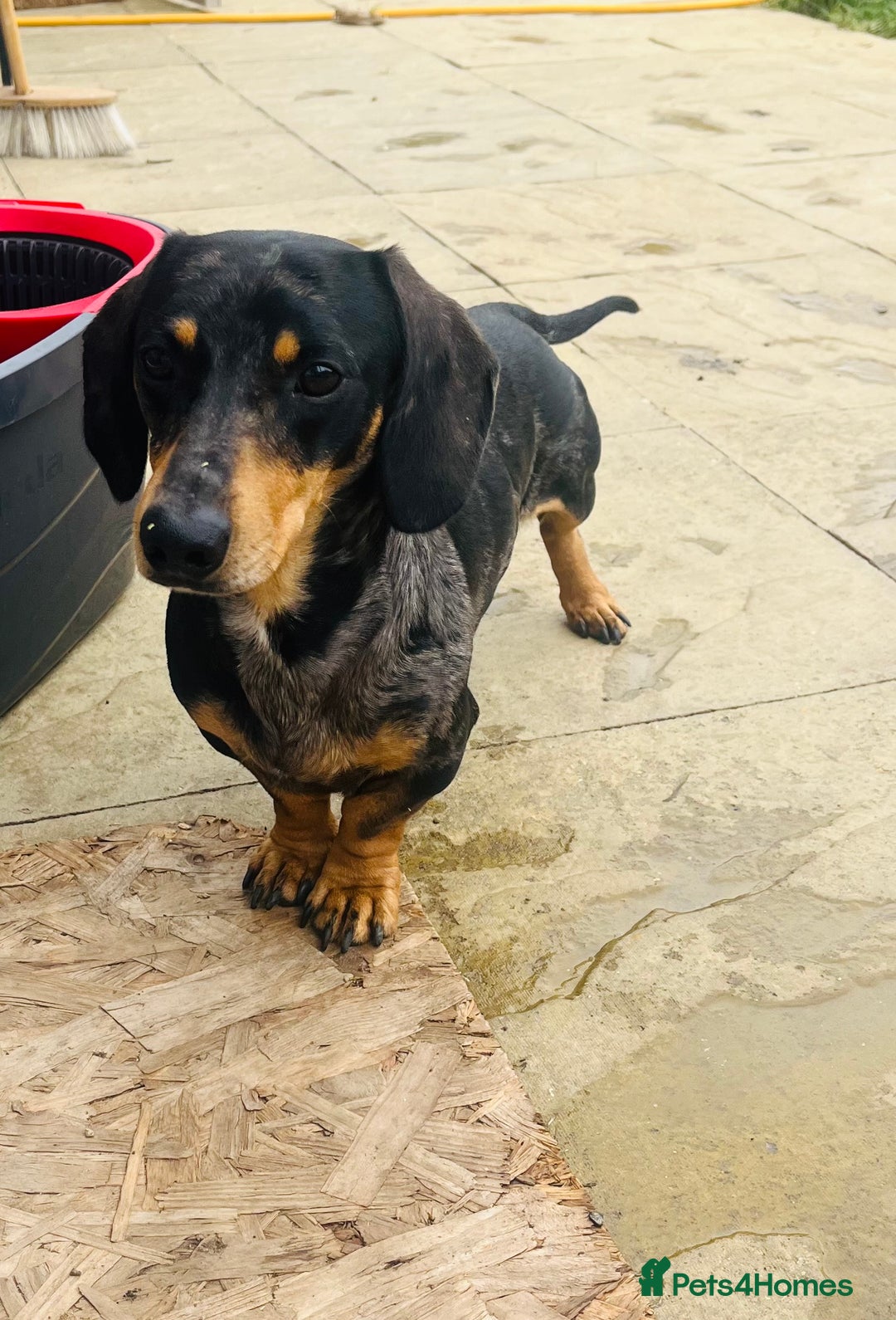 Miniature Dachshund dogs for sale: Miniature dachshund girl puppy  - Image 5