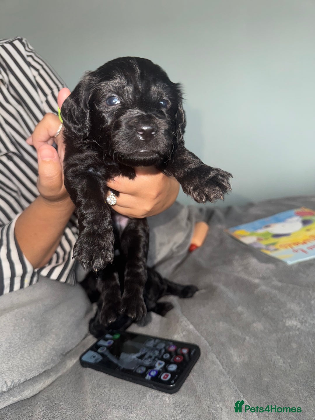 Mixed Breed dogs for sale: Cocker Schnoodle Puppies - Image 5