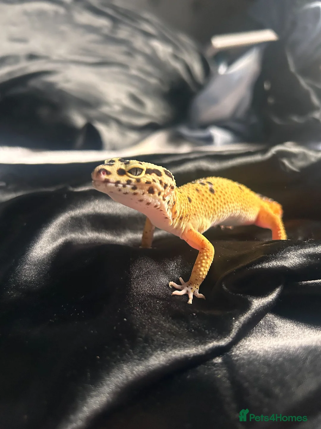 Leopard Gecko reptiles for sale: apollo the gecko + tank and items inside tank in Blackwood - Advert 2