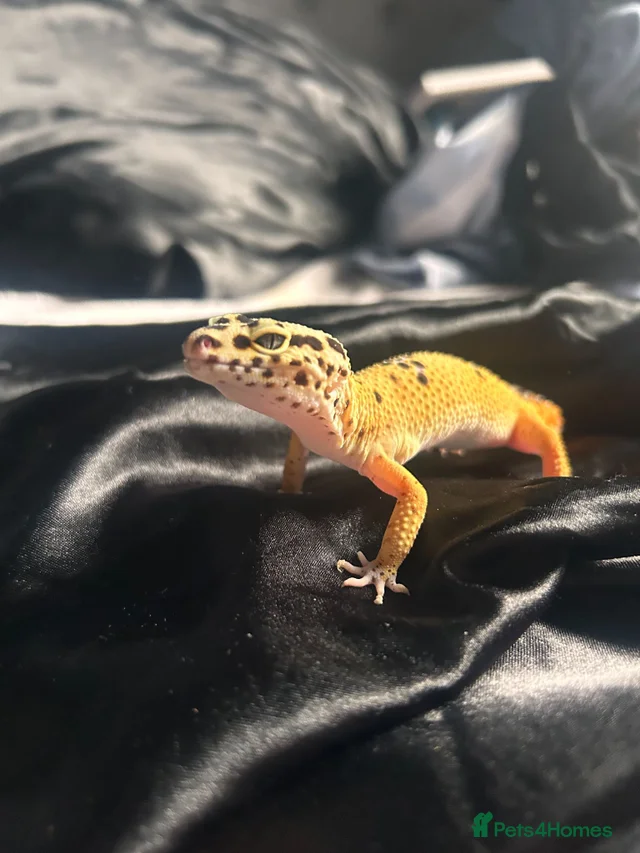apollo the gecko + tank and items inside tank for sale in Blackwood ...