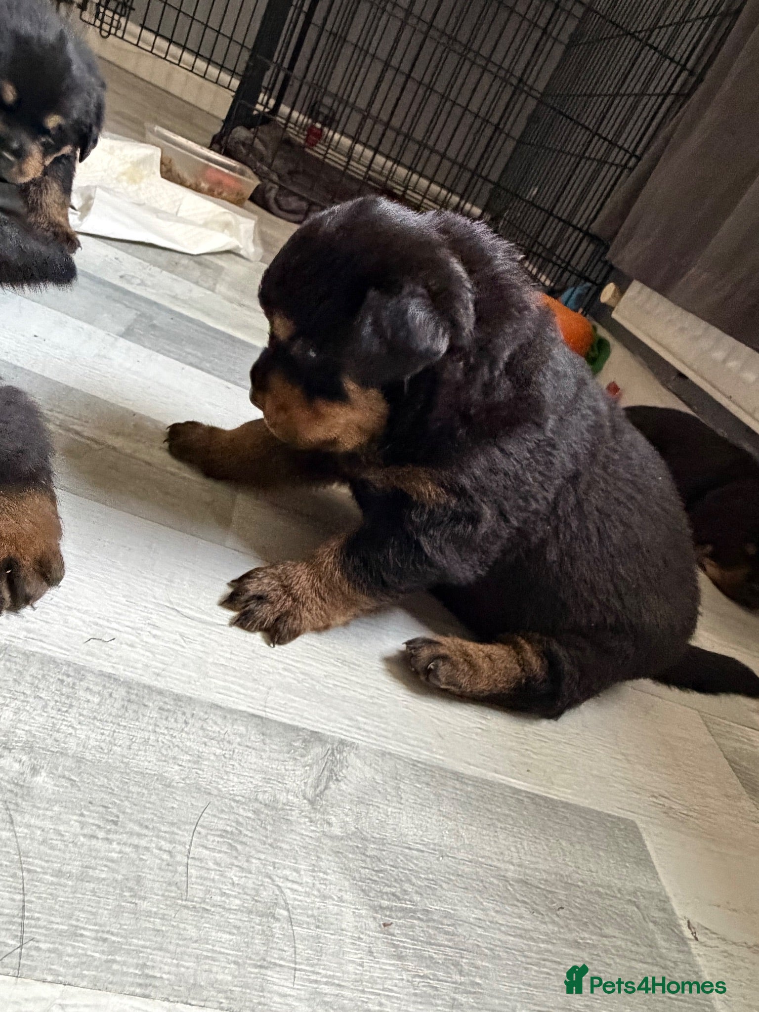Rottweiler dogs Full German Rottweiler  - Advert 7