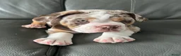 Mixed Breed dogs for sale: 12 week old, olde double bully male pup  - Advert 6