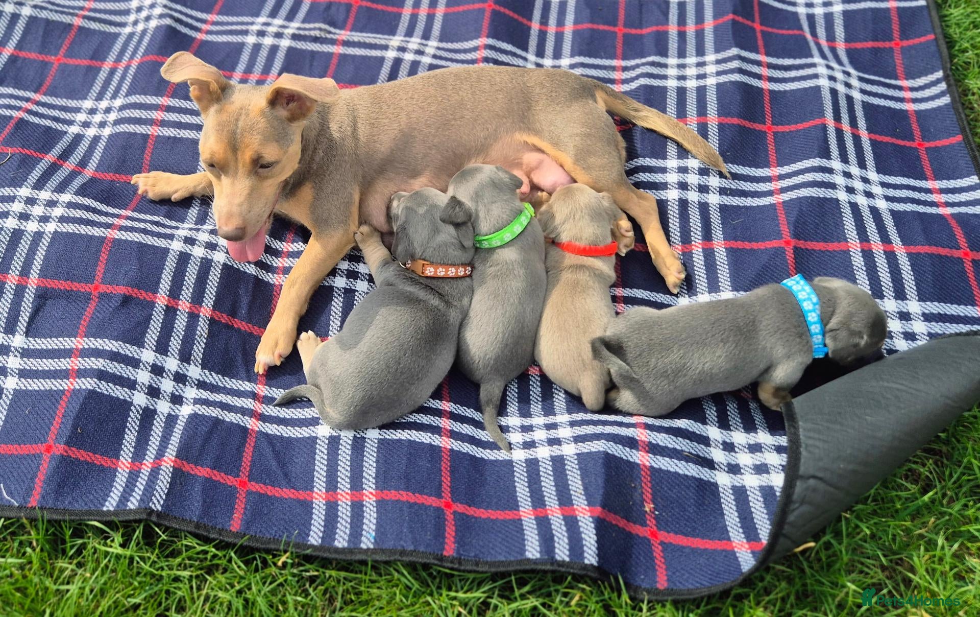 Jack Russell dogs Lilac & blue miniature much wenlock puppies  - Advert 2