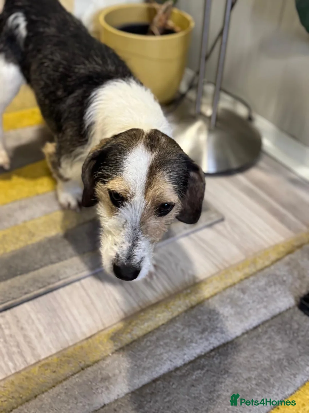 Mixed Breed dogs for adoption: Sweet Rami is looking for LOVE - Advert 5