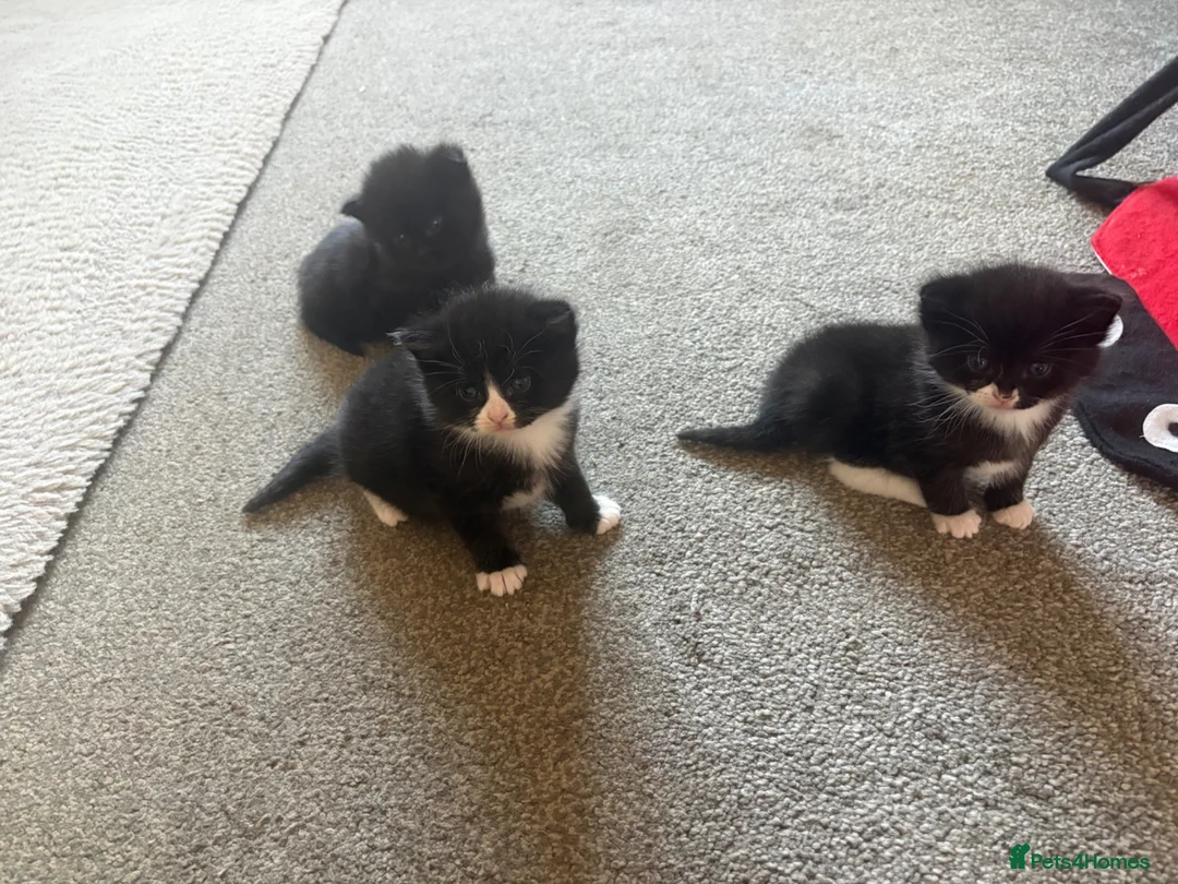 American Shorthair cats for sale: Two beautiful girlys in Brackley - Advert 7