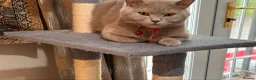 British Shorthair cats for sale: Gorgeous Lilac British Shorthair Female ✨🐾💜 - Advert 1