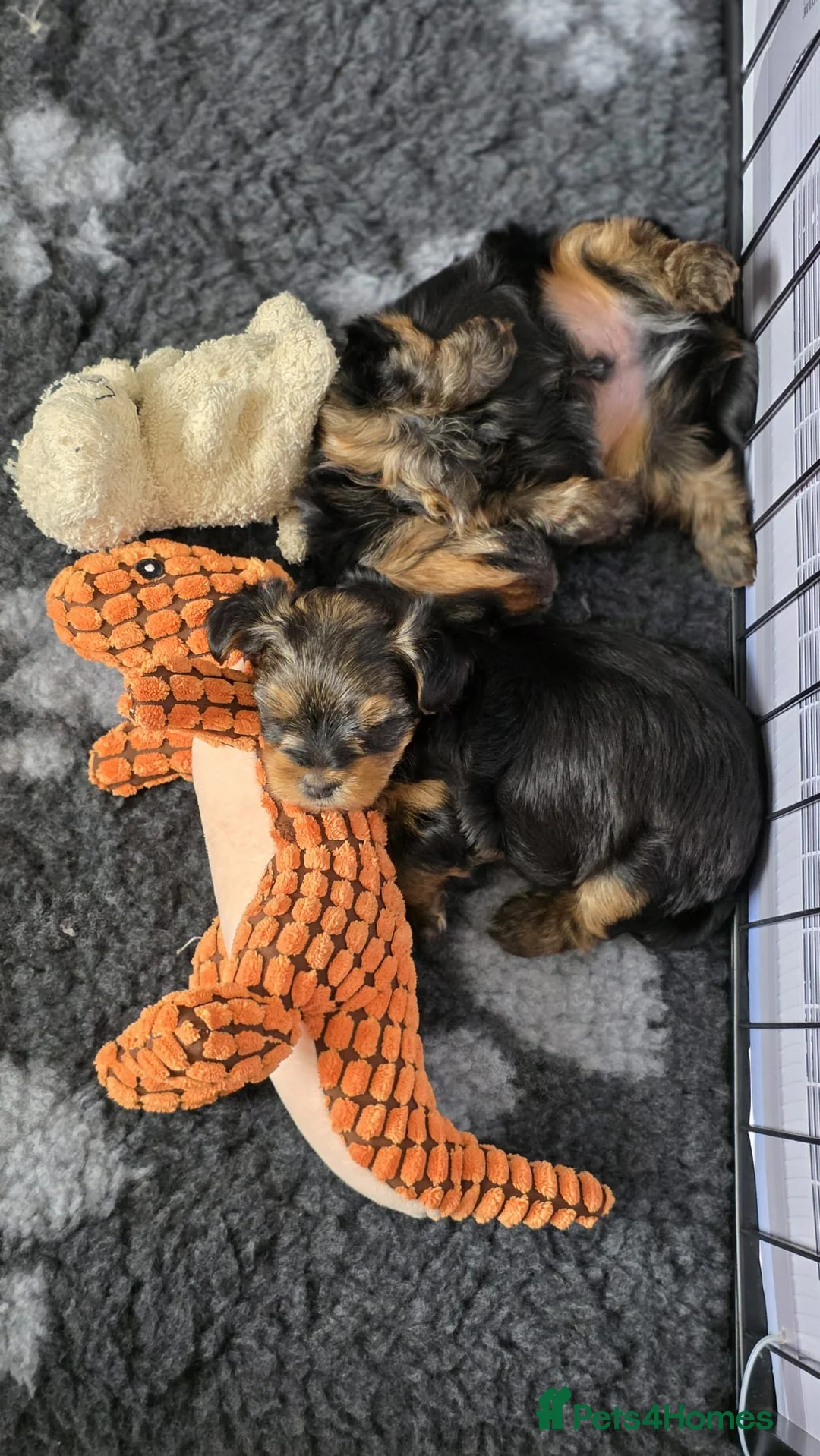 Yorkshire Terrier dogs for sale: Beautiful Yorkshire Terrier puppies 1boy 1girl  - Advert 2
