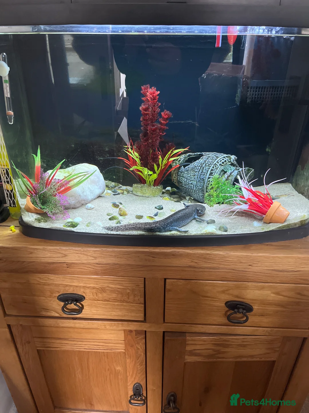 Axolotl reptiles for sale: Axolotl Needing Rehoming in Yeovil - Advert 2