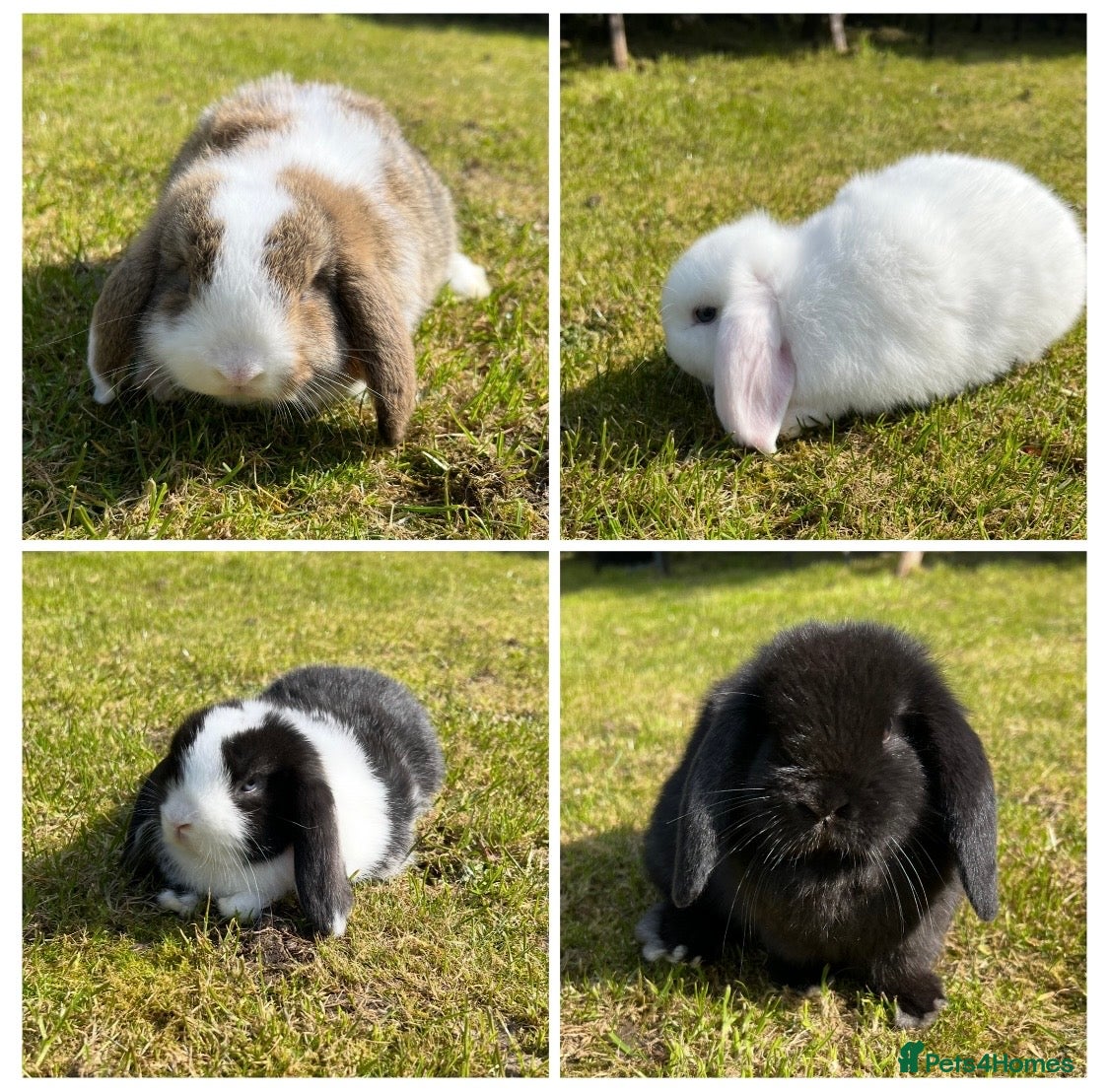Mini Lop rabbits Mini Lops  - Advert 3