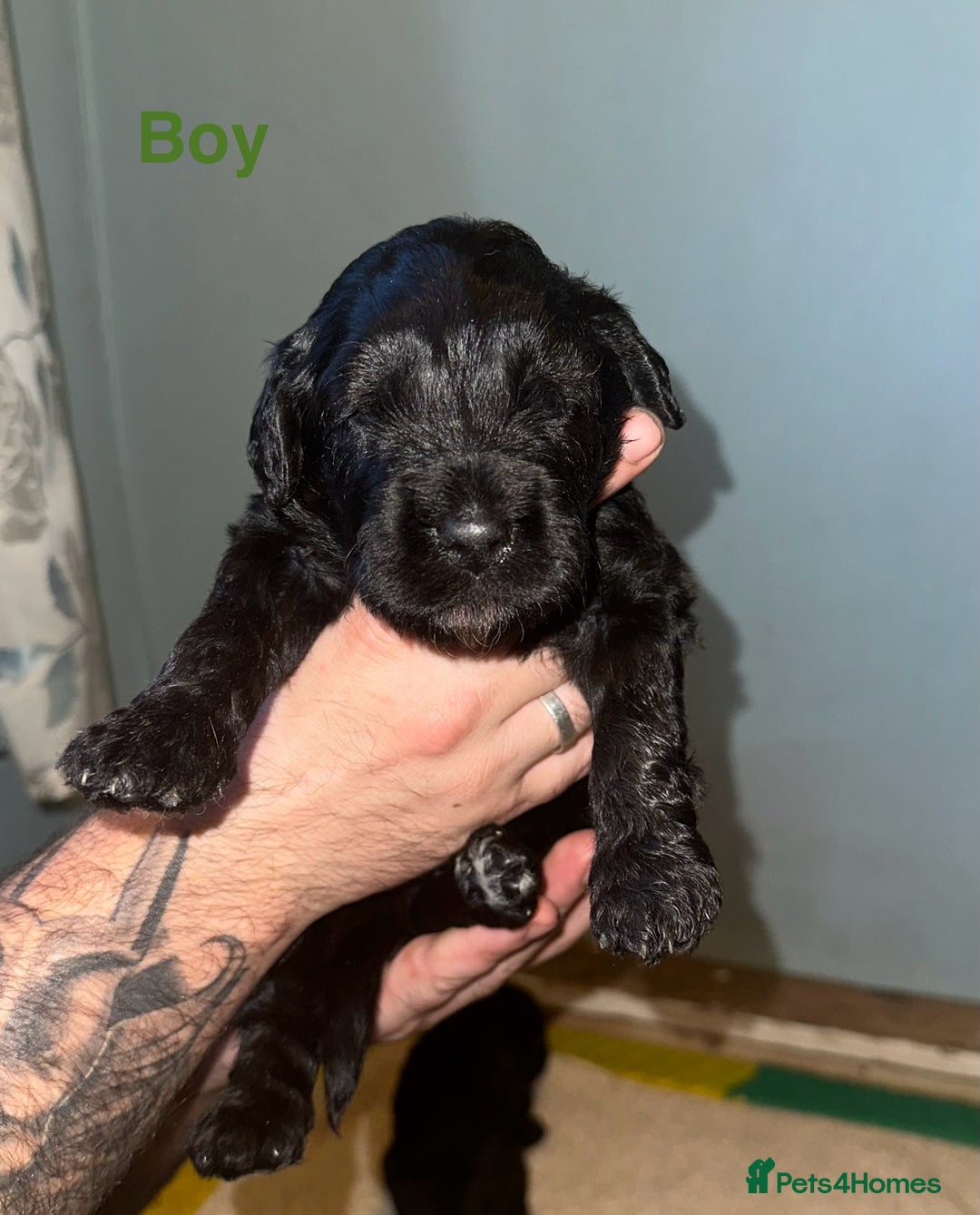 Mixed Breed dogs for sale: F1 Saint Berdoodles - Image 22