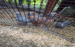 Chickens poultry for sale: Mixed bantum flock - Image 2