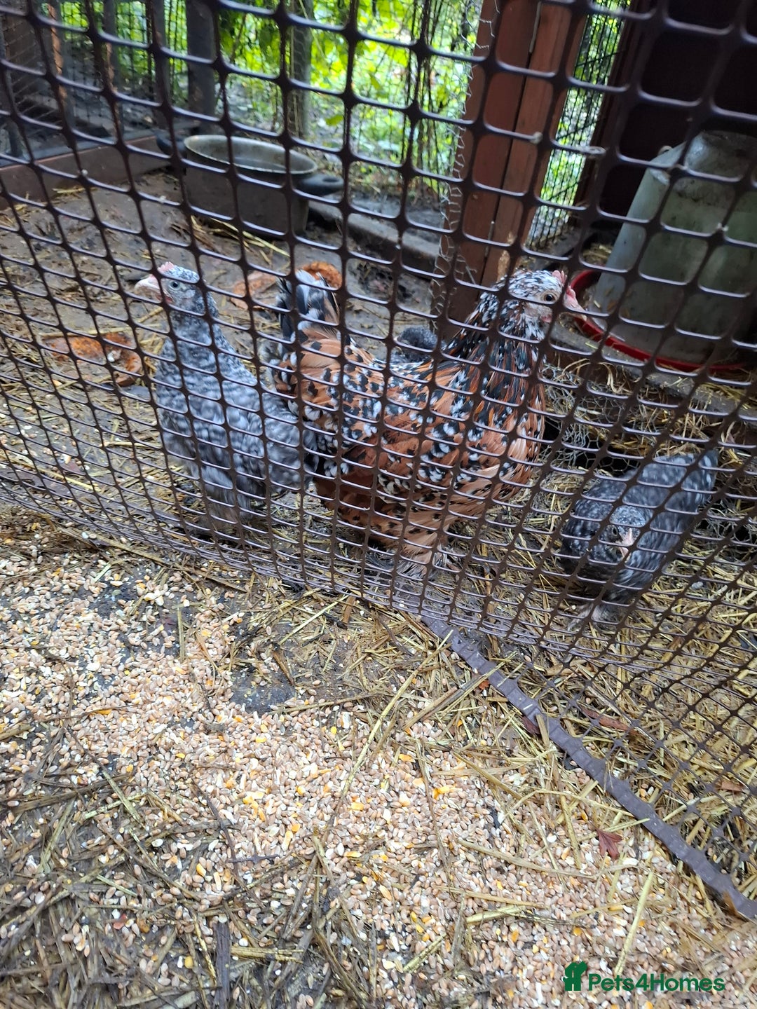 Chickens poultry for sale: Mixed bantum flock - Image 2