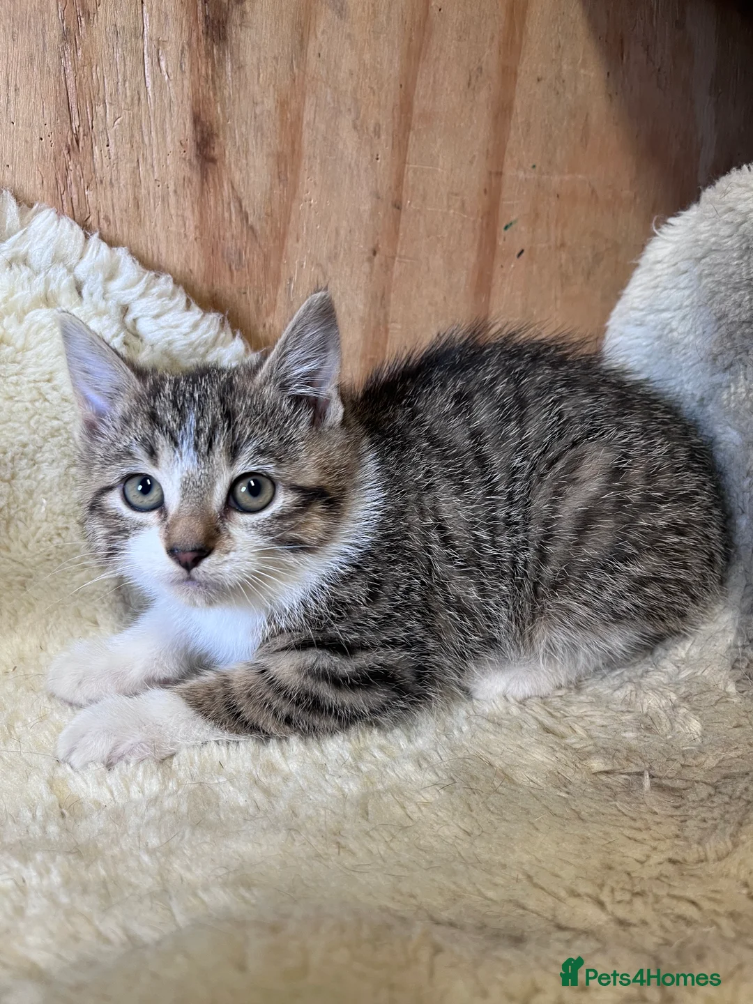 Mixed Breed cats for sale: Beautiful tabby and white kitten  - Advert 2