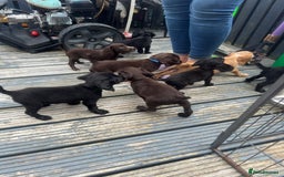 Cocker Spaniel dogs for sale: KC Working Cocker Spaniels available now - Image 13