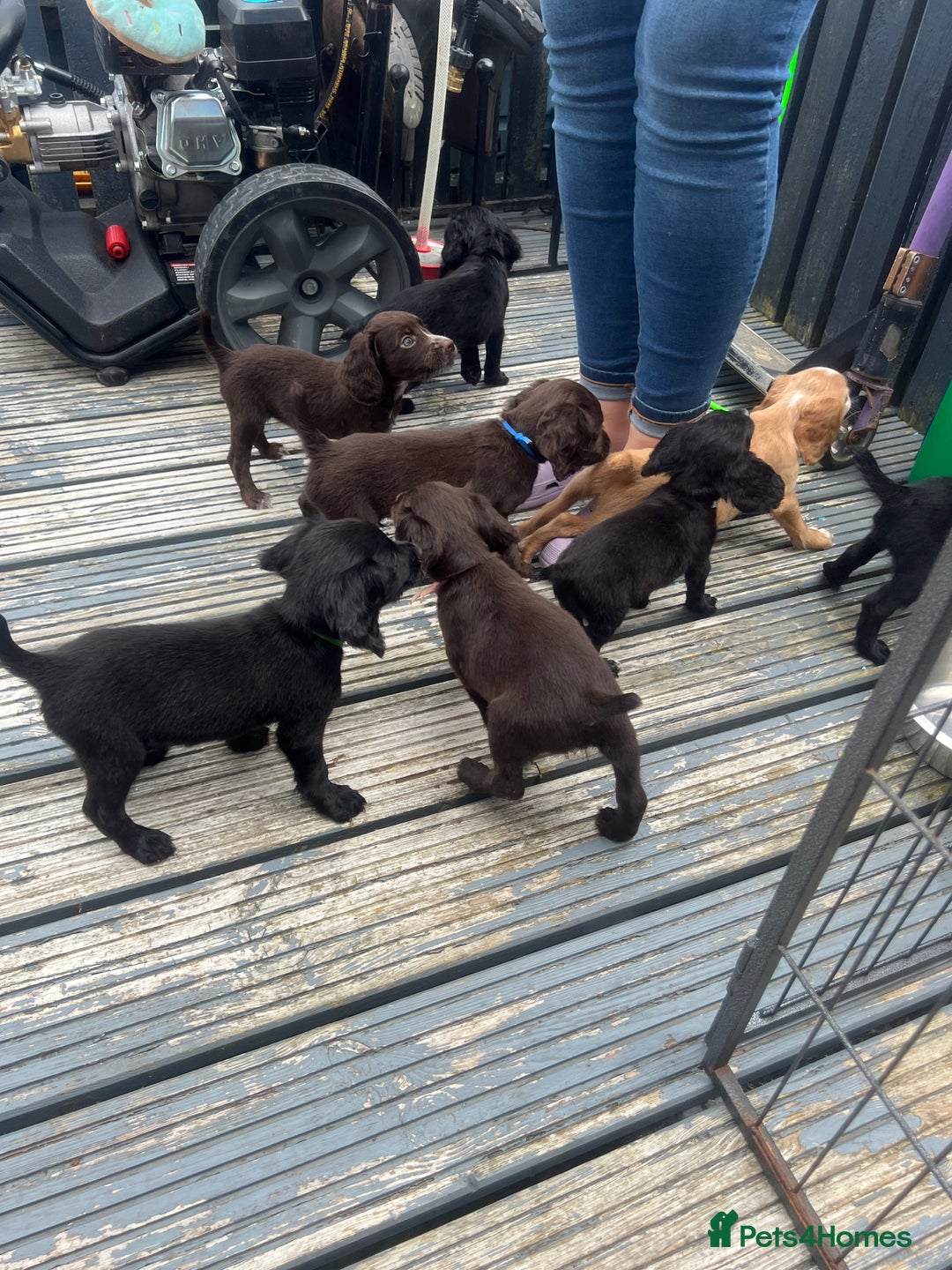 Cocker Spaniel dogs for sale: KC Working Cocker Spaniels available now - Image 13