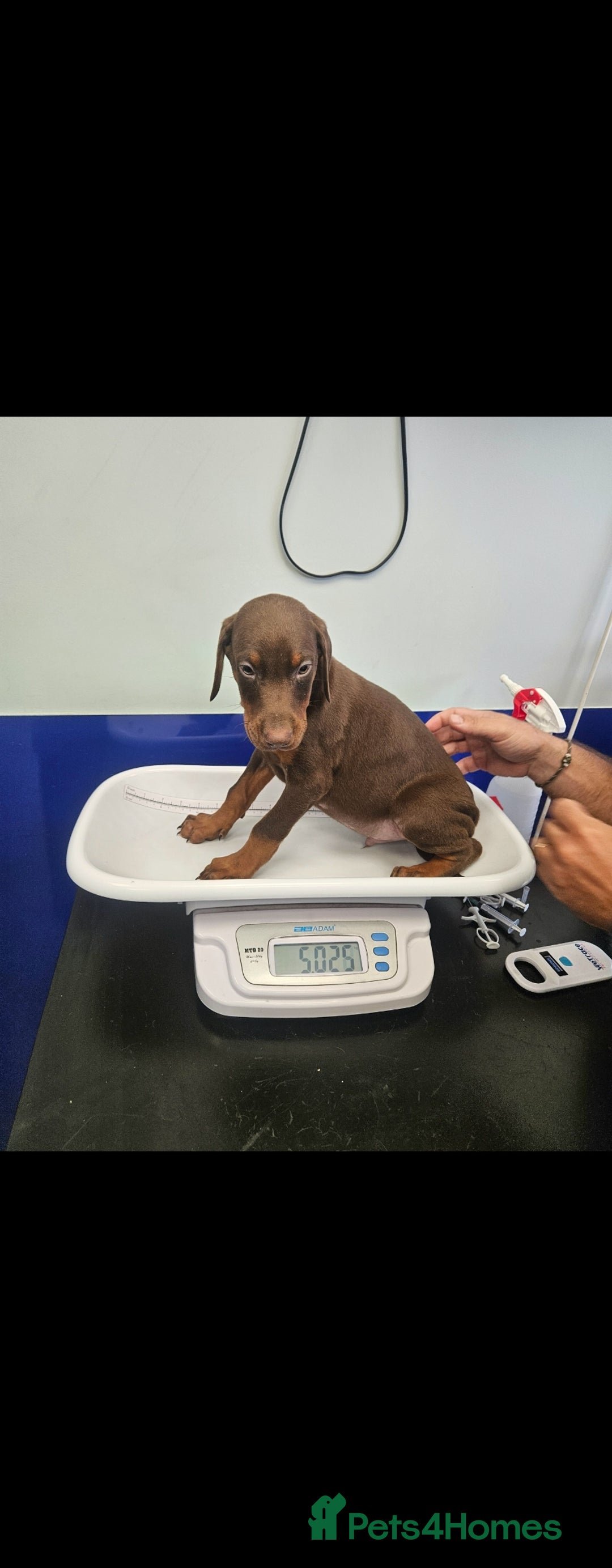Dobermann dogs for sale: Elite Class World Champion Pedigree Pups KC'D - Image 32