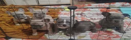 French Bulldog dogs for sale: 🐾 FRENCH BULLDOG PUPPY –LOOKING FOR A LOV HOME 🐾 in Luton - Advert 12