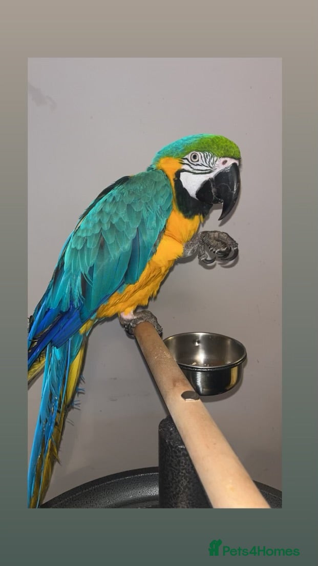 Macaws birds Male Macaw - Advert 1