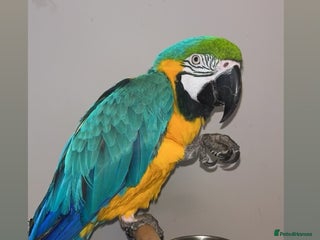 Macaws birds Male Macaw - Advert 1