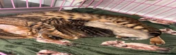 Bengal cats for sale: Gorgeous Bengal kittens - Advert 6