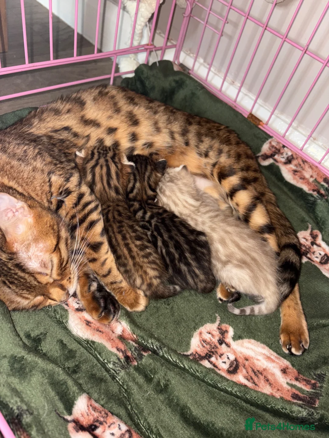 Bengal cats for sale: Gorgeous Bengal kittens - Advert 6