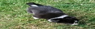 Maisey