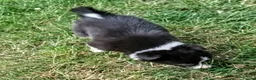 Border Collie dogs for sale: Border Collie pups born on farm to working parents - Advert 4