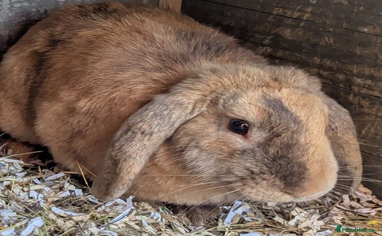 English Lop rabbits - Advert 2