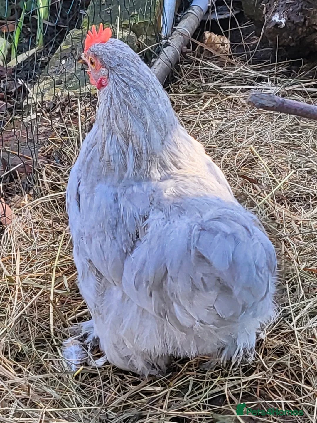 Chickens poultry for sale: Lavender with porcelain splash Pekin Cockerel - Advert 2